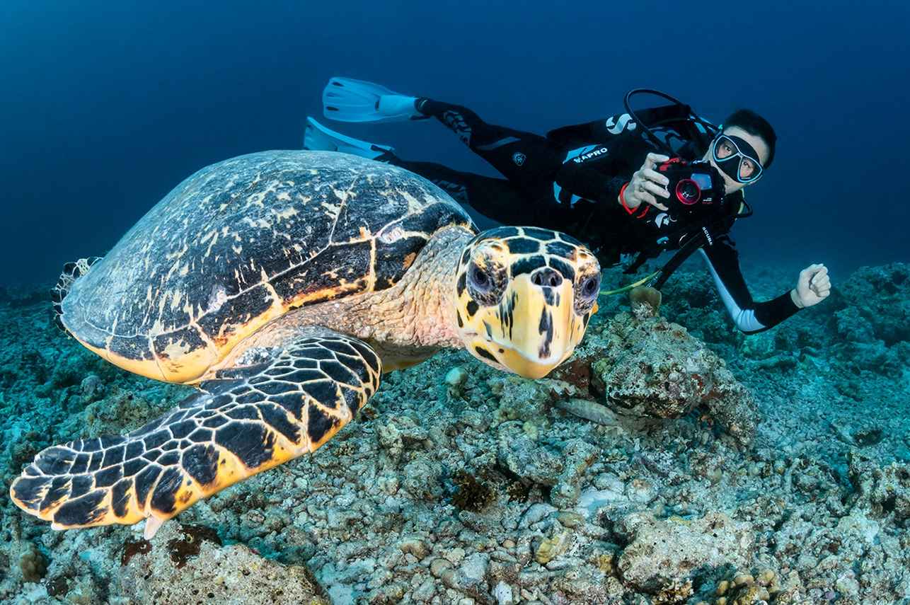 Tartaruga - Dune Black Manta