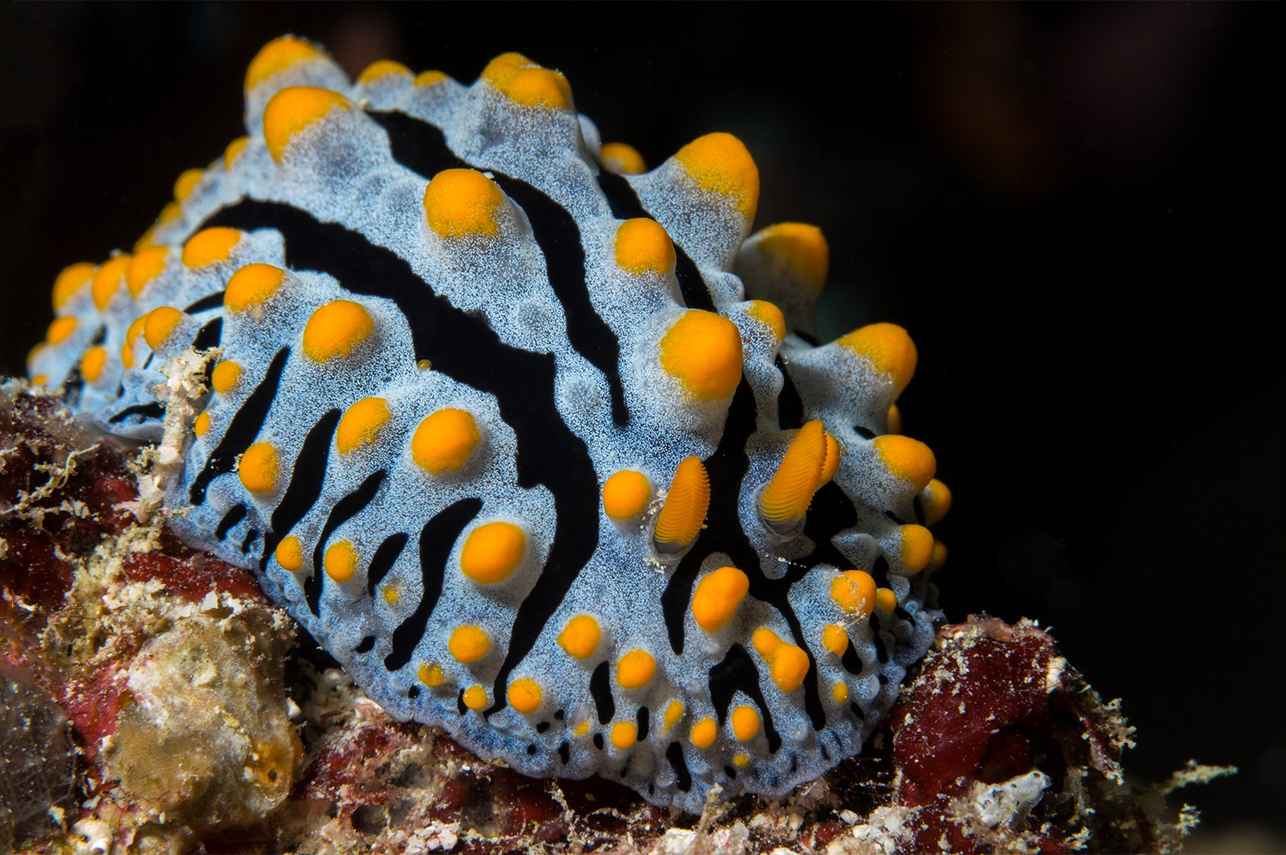 Vita marina - Dune Black Manta