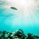 Vida Marinha - Black Manta Maldives