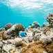 Vida Marinha - Black Manta Maldives