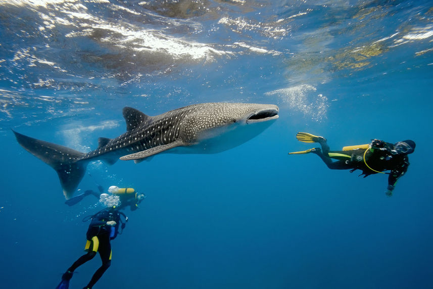 Vida Marinha - Black Manta Maldives