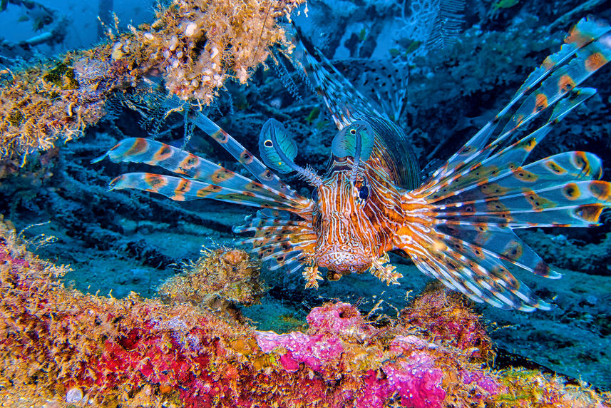 Vida Marinha - Black Manta Maldives