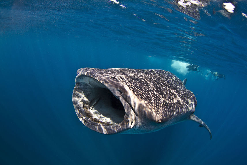 Vida Marinha - Black Manta Maldives