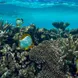 Vida Marinha - Black Manta Maldives