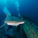 Shark - Bahamas Aggressor II