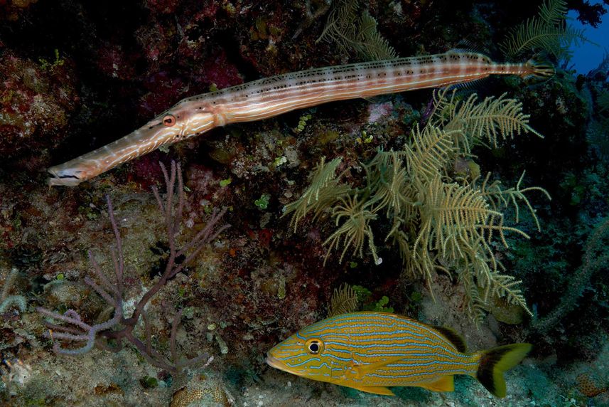 Marine Life - Bahamas Aggressor II