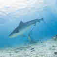 #shark  - Spirit of Maldives