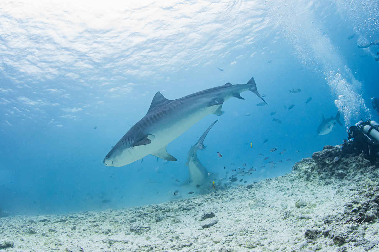 #shark - Spirit of Maldives