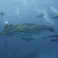 #whaleshark  - Spirit of Maldives