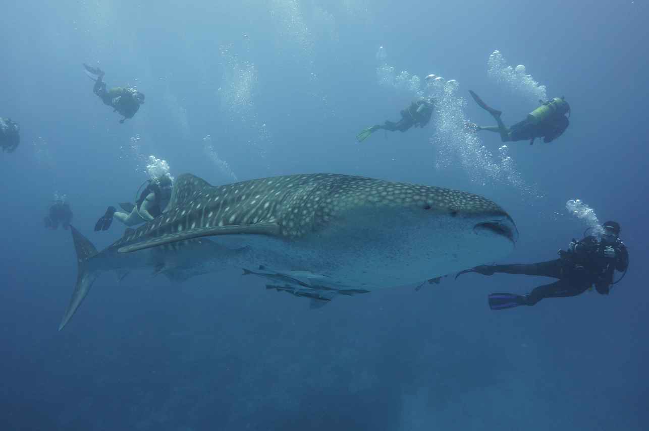 #whaleshark - Spirit of Maldives