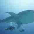#whaleshark  - Spirit of Maldives