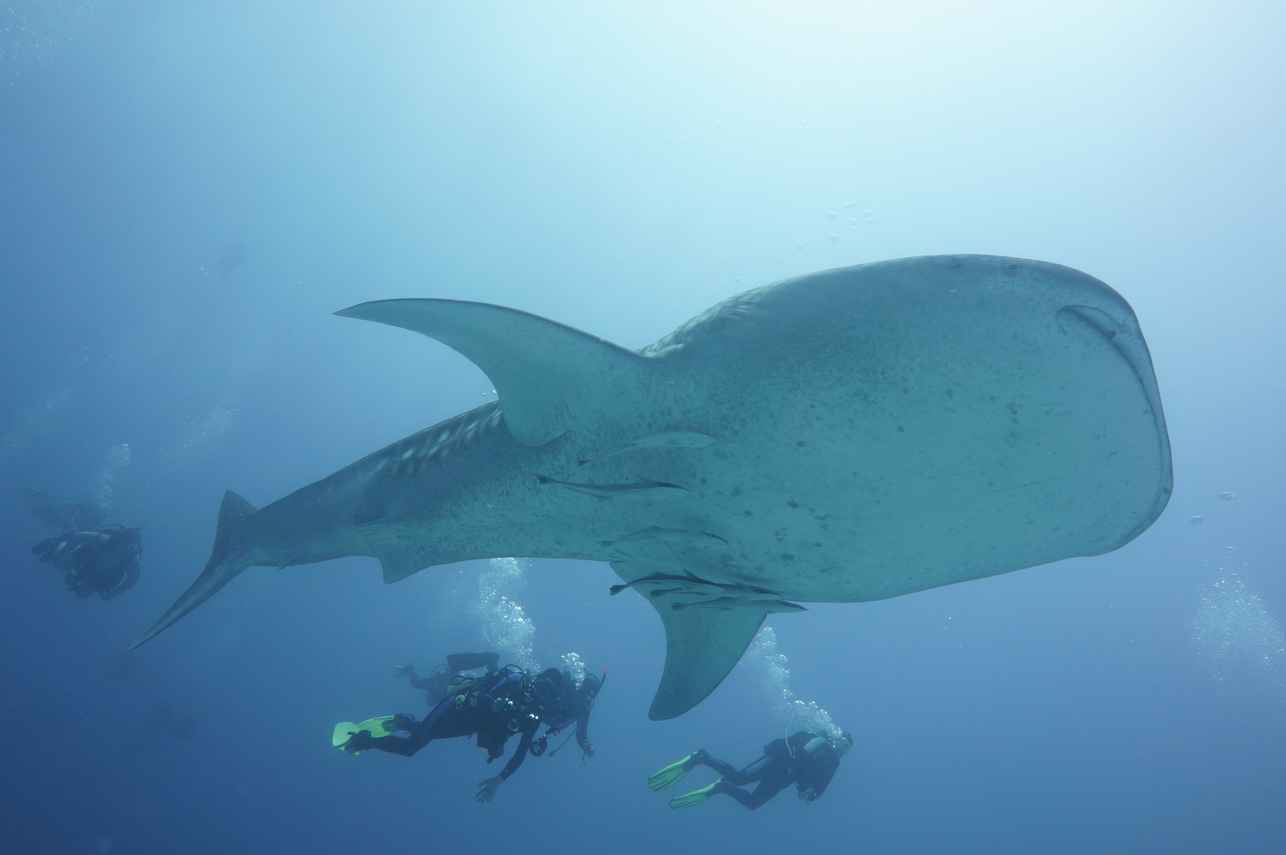 #whaleshark - Spirit of Maldives