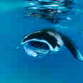 #mantaray  - Spirit of Maldives