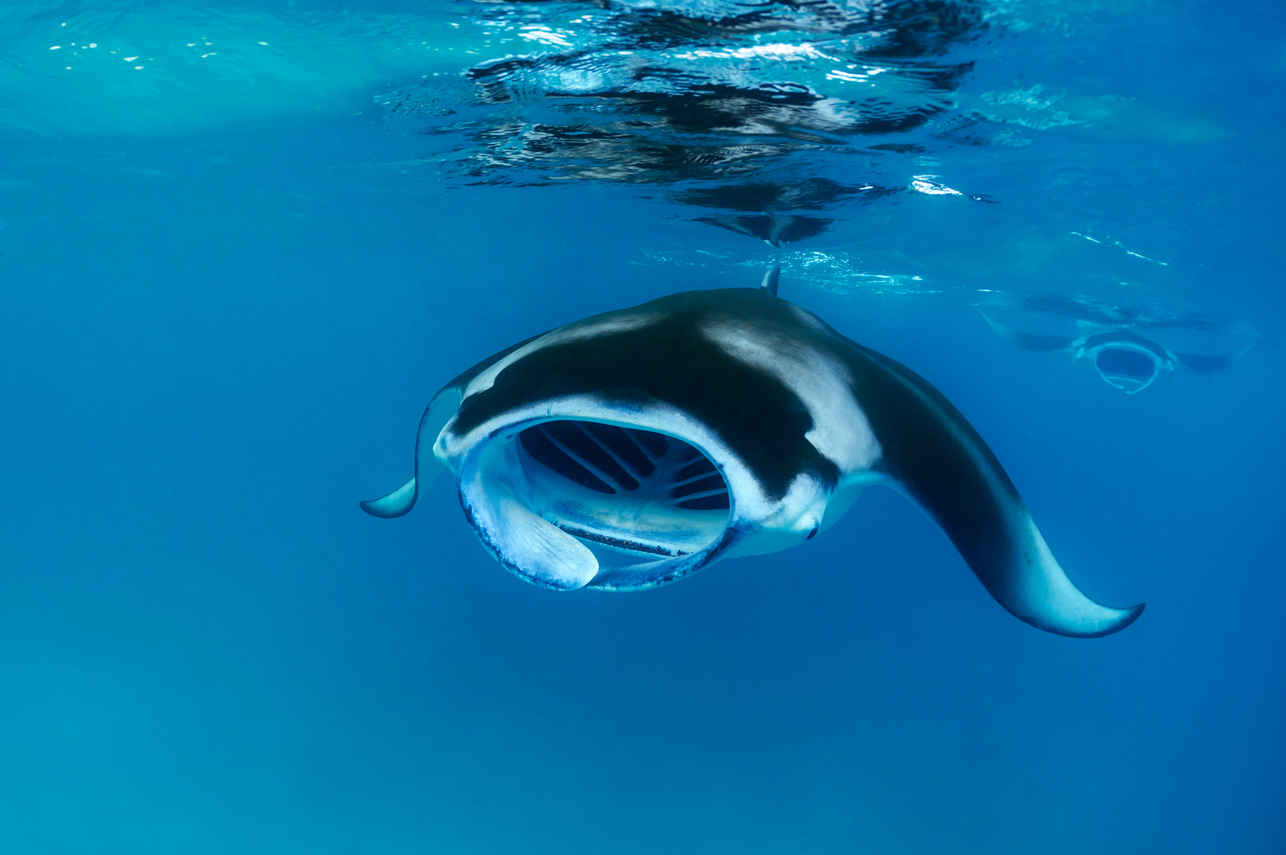 #mantaray - Spirit of Maldives