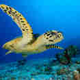 #turtle  - Spirit of Maldives