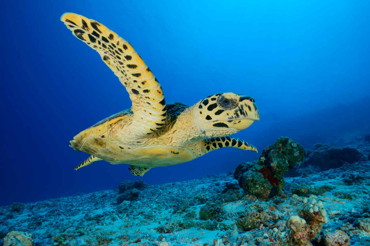 #turtle - Spirit of Maldives