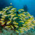 Diving
