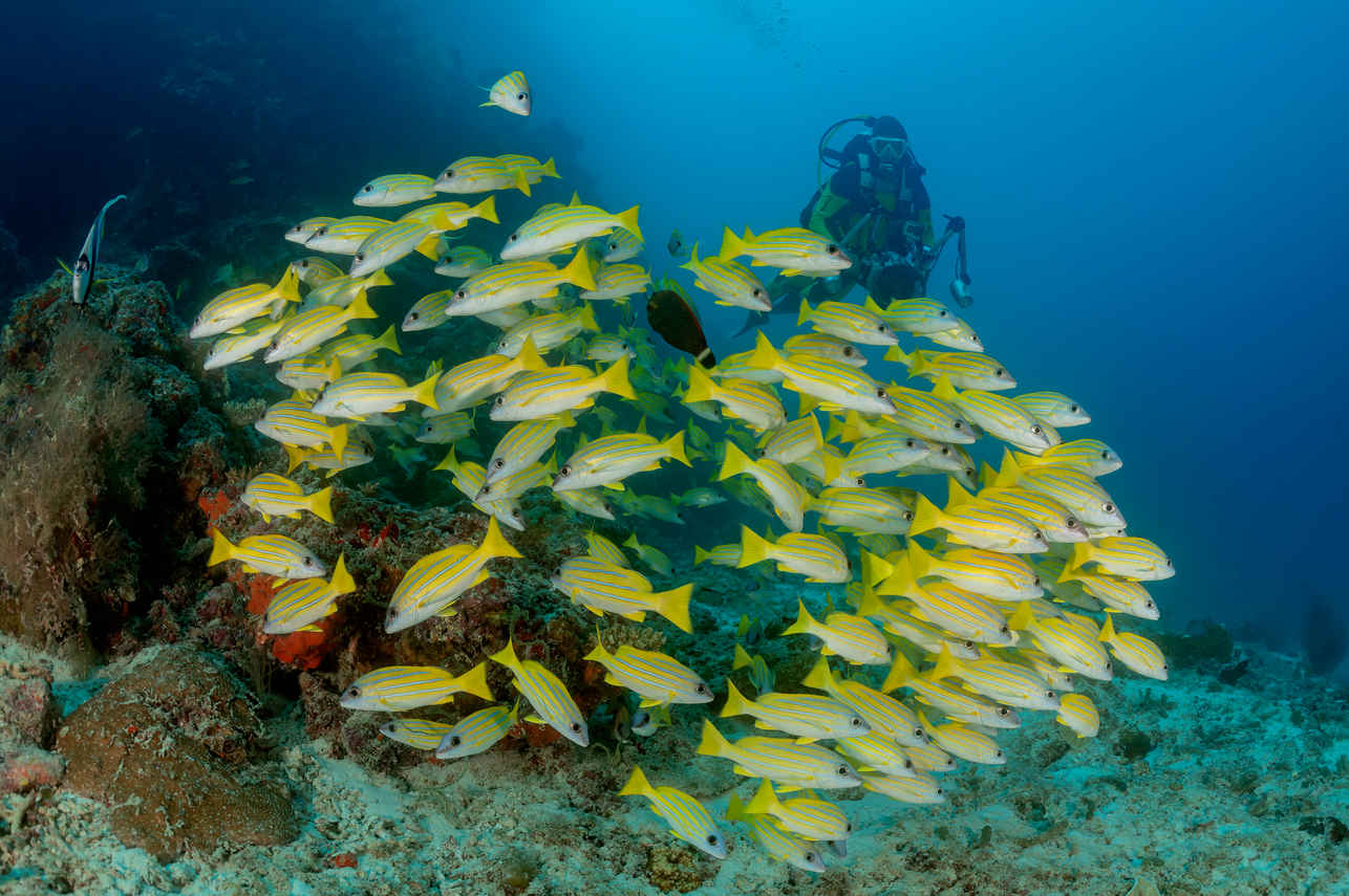 Diving