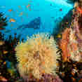 #marinelife  - Spirit of Maldives