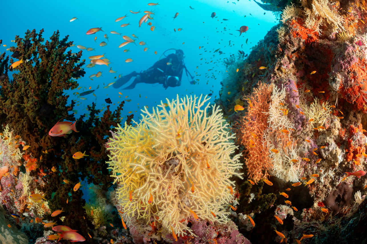 #marinelife - Spirit of Maldives
