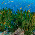 #marinelife  - Spirit of Maldives
