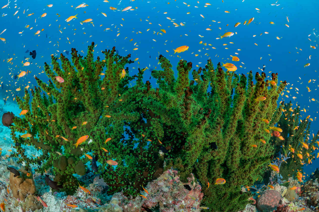 #marinelife - Spirit of Maldives