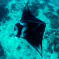 #mantaray  - Spirit of Maldives