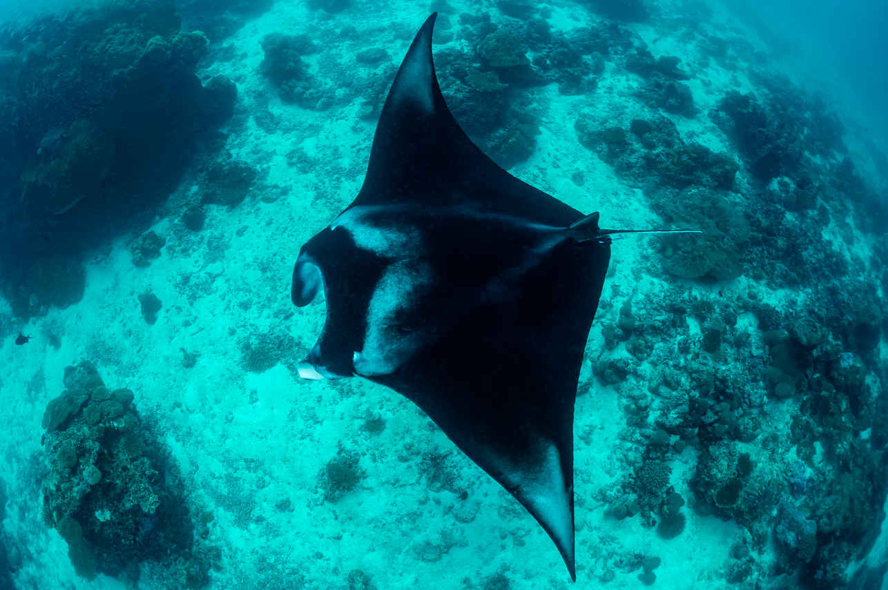 #mantaray - Spirit of Maldives