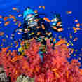 Diving