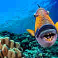 Marine Life - Red Sea Aggressor V