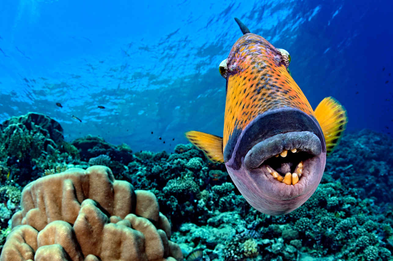 Vida Marinha - Red Sea Aggressor V