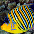 Marine Life - Red Sea Aggressor V