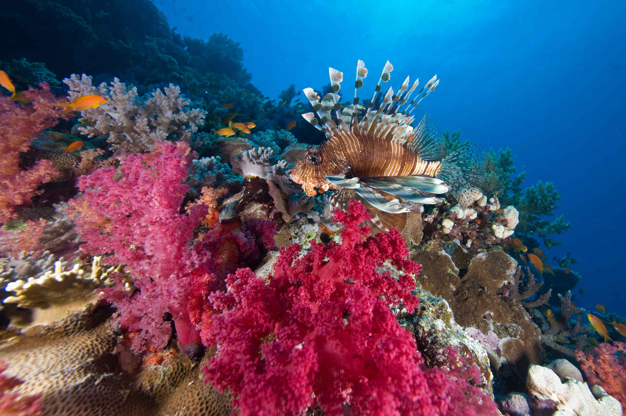 Vida Aquatica  - Alsuraya