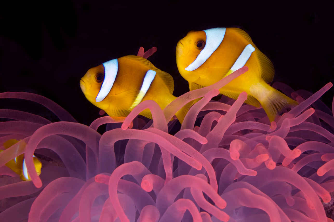 Vida Aquatica  - Alsuraya