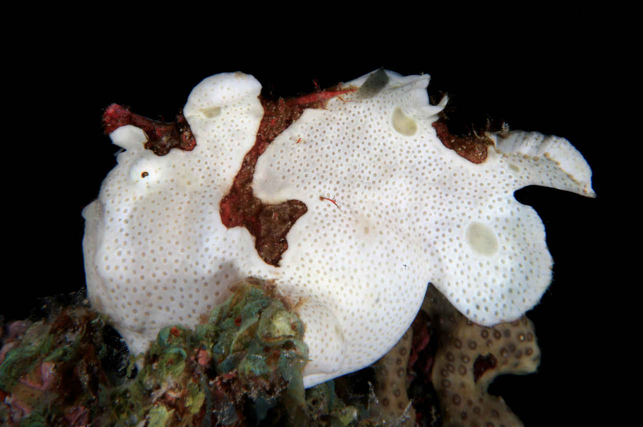 Vida Aquatica  - Alsuraya