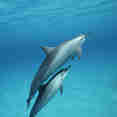 Dolphins