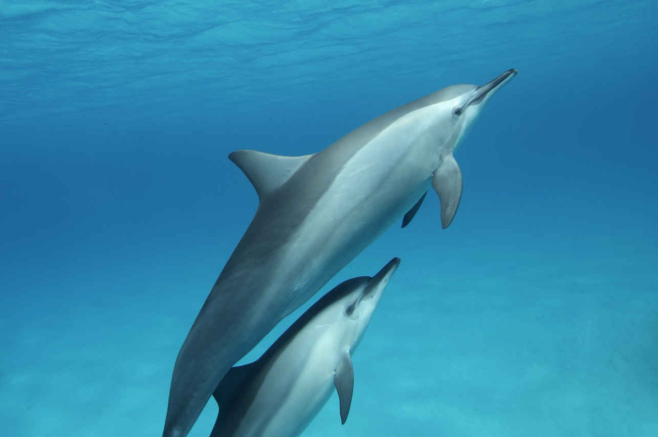 Dolphins