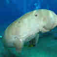 Dugong