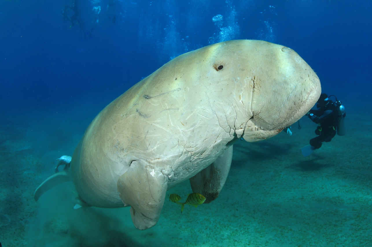 Dugong