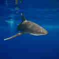Requin - Alsuraya