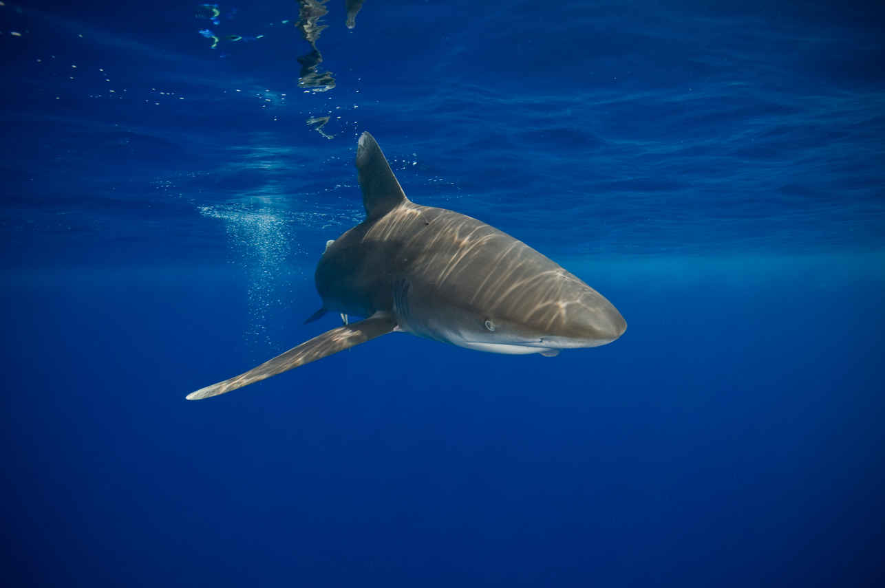 Requin - Alsuraya