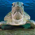 Tortue - Alsuraya