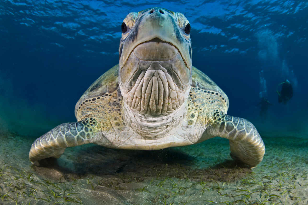 Tortue - Alsuraya