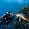 Diving
