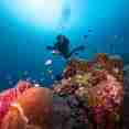 #diving
