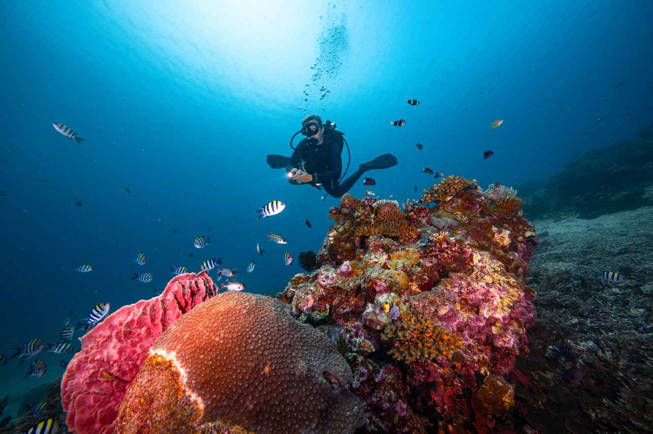 #diving