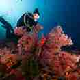 #diving