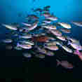 Marine Life - Blue Lotus