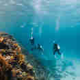 Diving