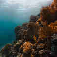 Coral Reef - Sindalahs